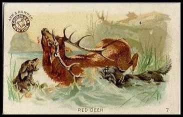7 Red Deer